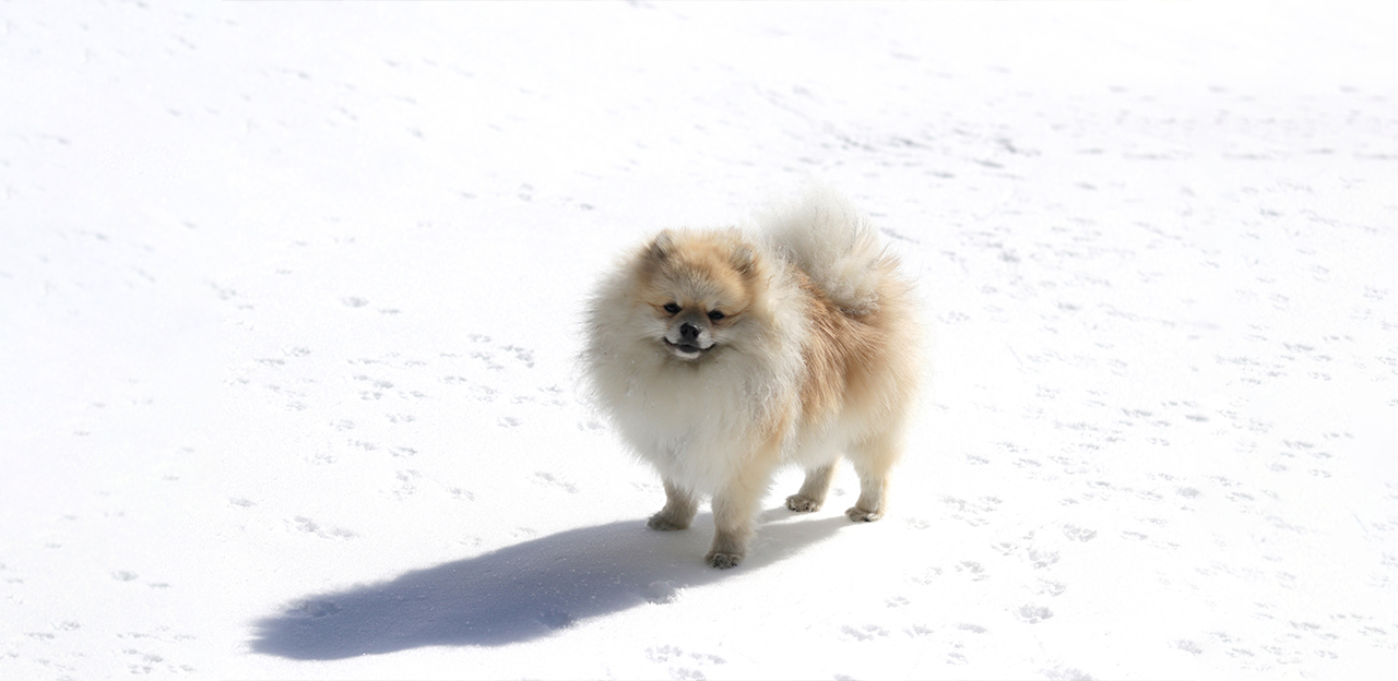 hund med patellaluksasjon