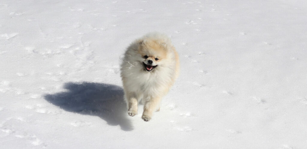 hund, snø