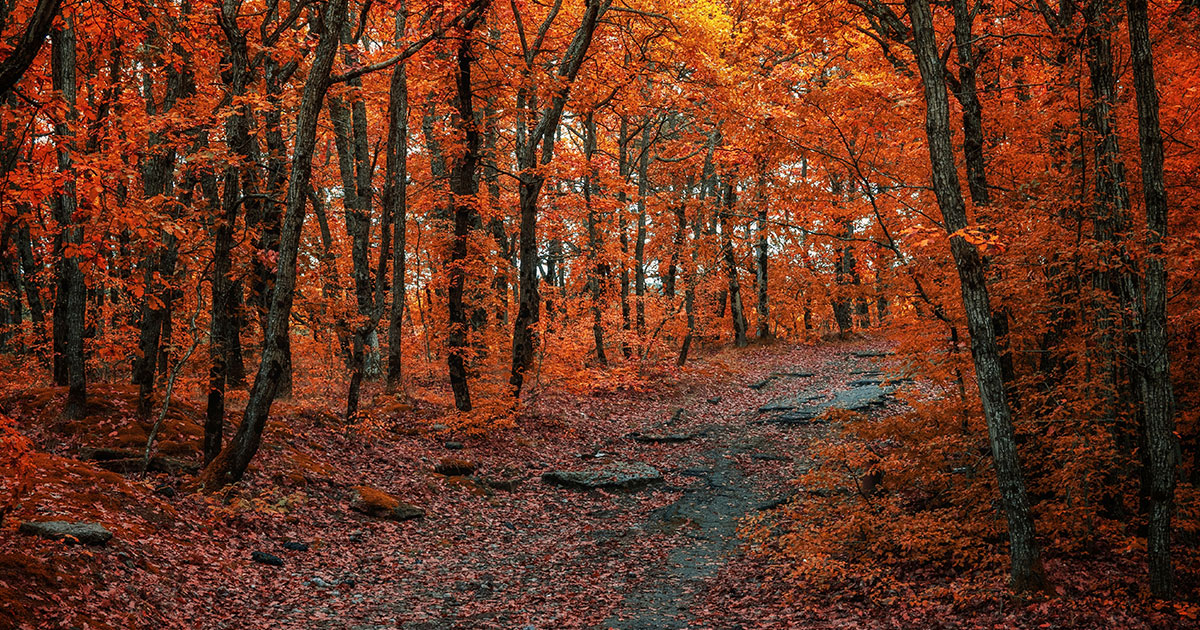 høst, skog