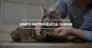 KATTEKVELD