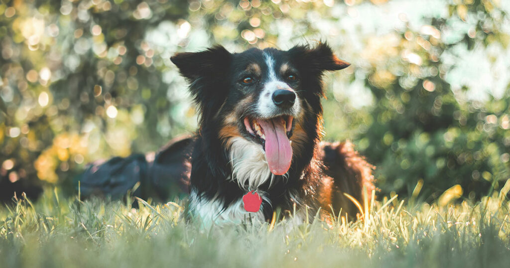 Border Collie, hund, gress, ute