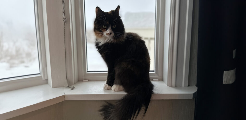 Triana, katt med tarmslyng, katt i vinduskarm