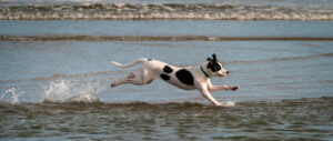 hund, vannhale, strand, vann,