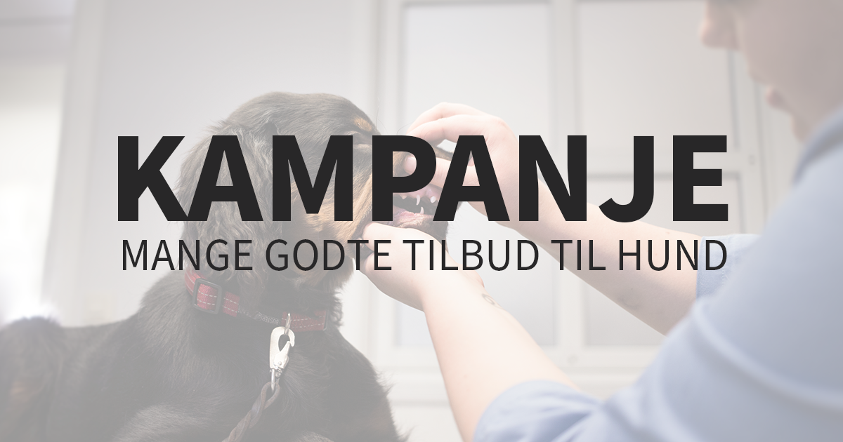 kampanje, hund, veterinær