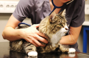 katt, veterinær, undersøkelse