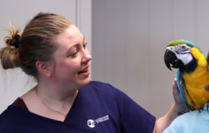 veterinær, pappegøye