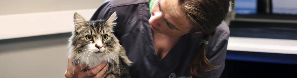 katt, undersøkelse
