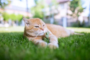 katt, gress, sommer