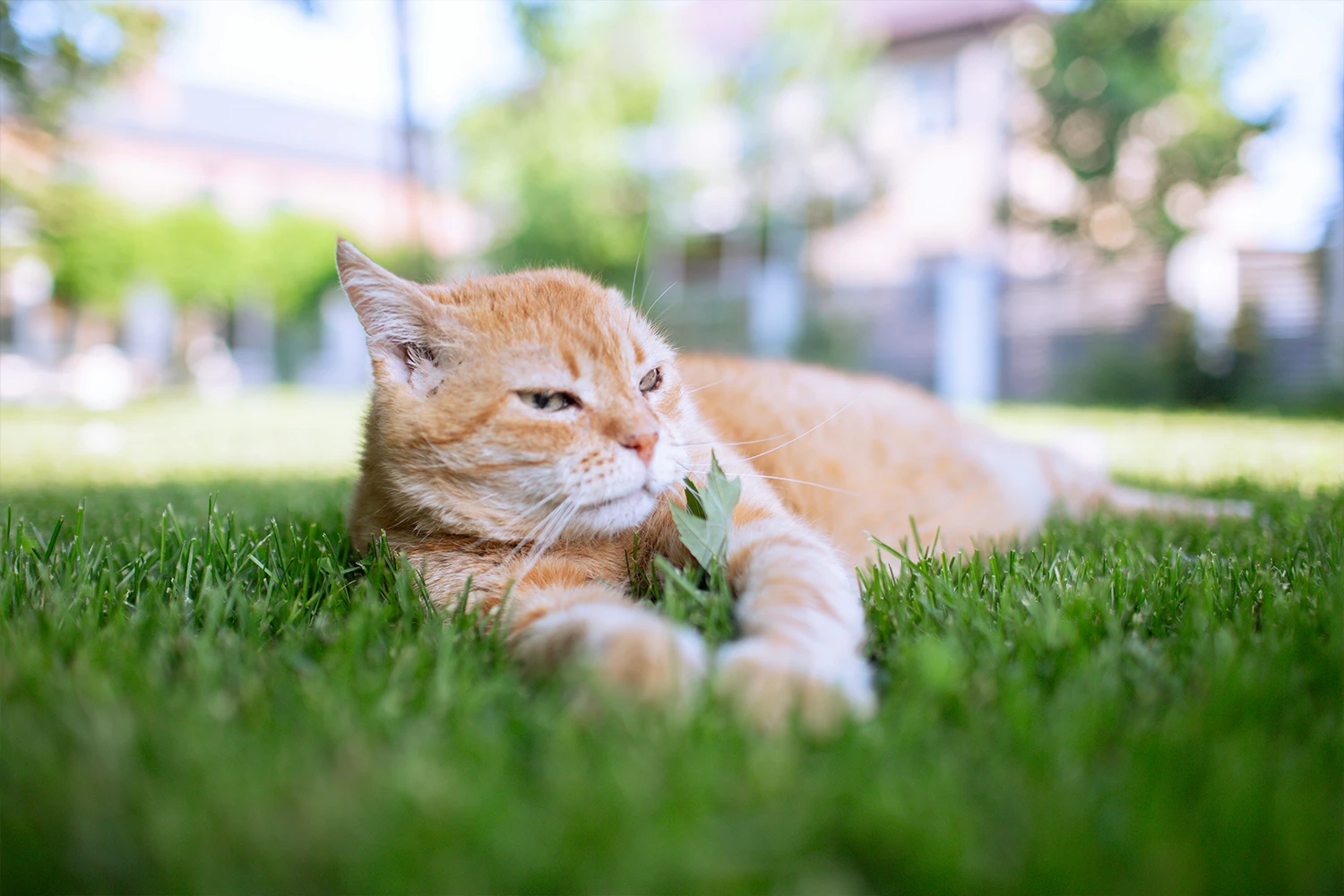 katt, gress, sommer