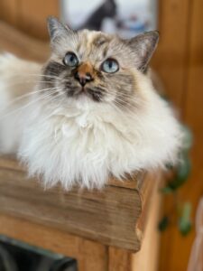 gaia, katt, tannproblemer