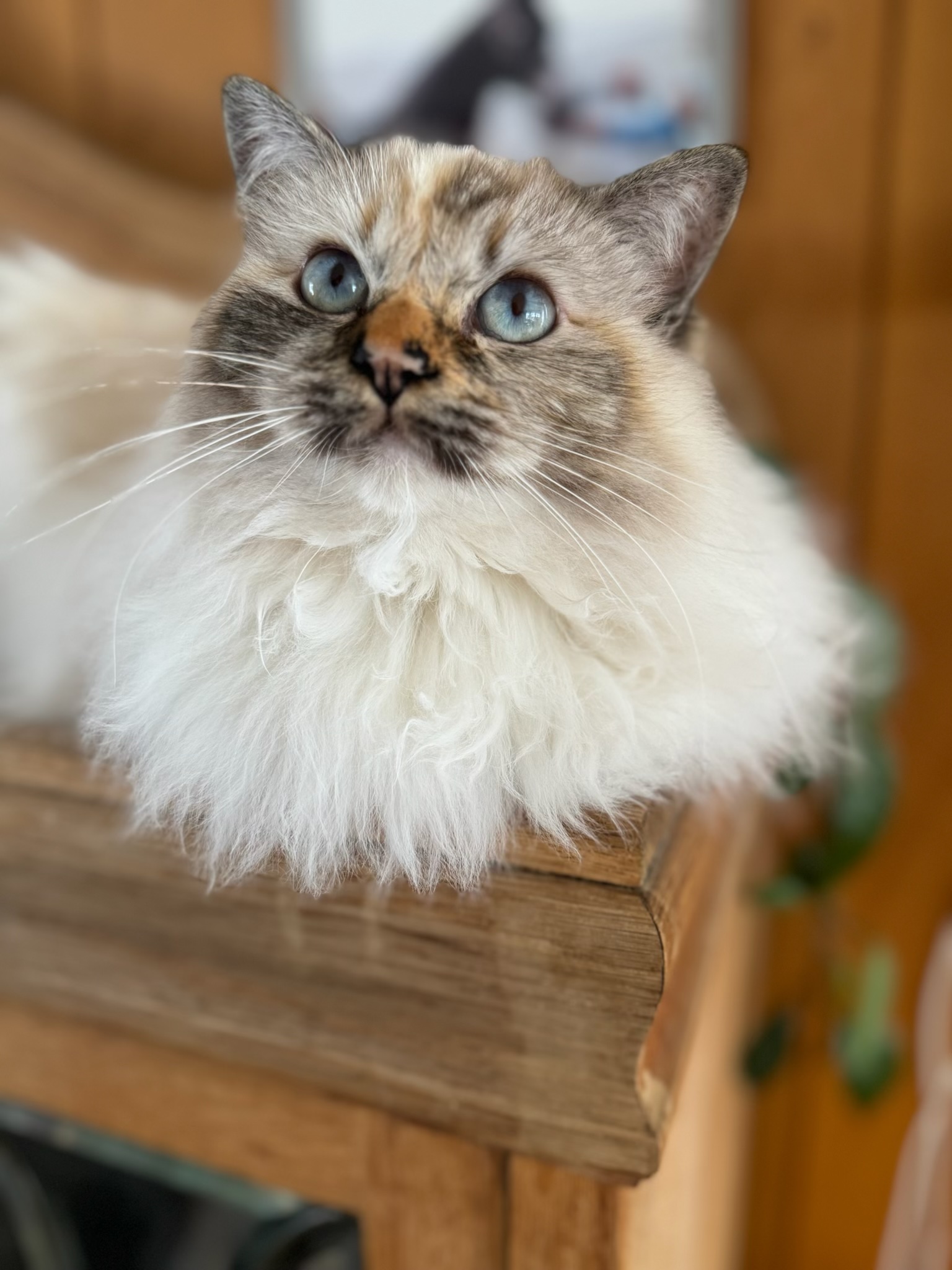 gaia, katt, tannproblemer