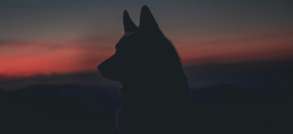 hund, kveld, mørke