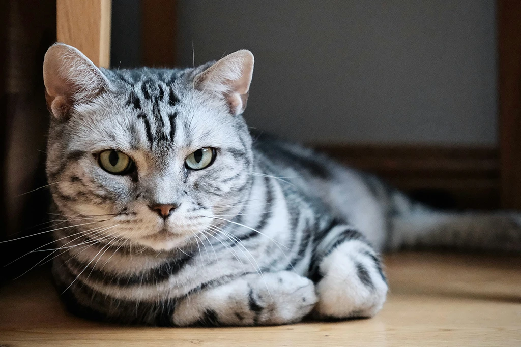forkjølet katt