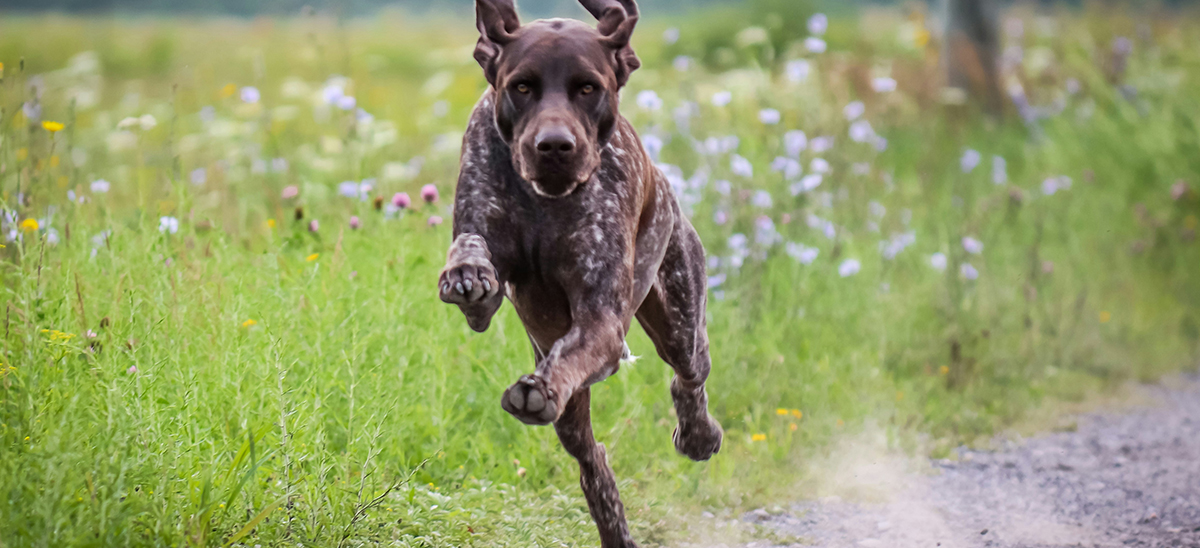 hund som løper