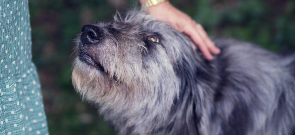 seniorhund
