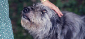 seniorhund med leddproblemer, eldre hund