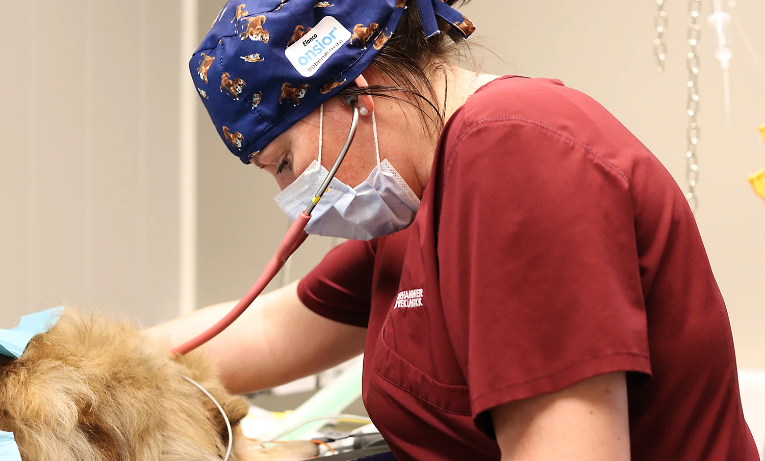 hundesykdom, undersøkelse