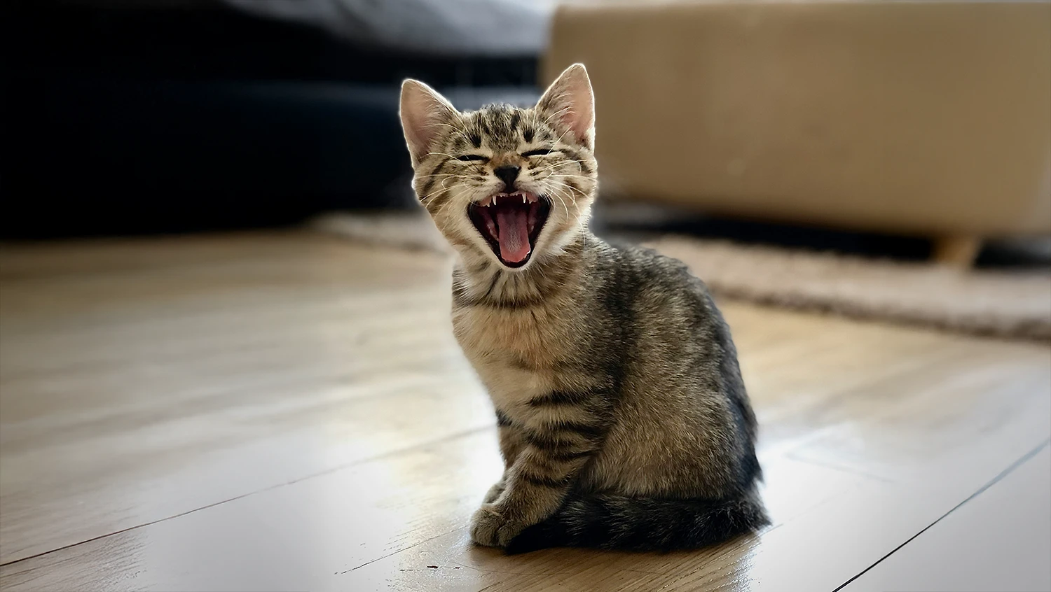 kattunge som sitter på gulv, åpen munn, tenner, sunn tannhelse