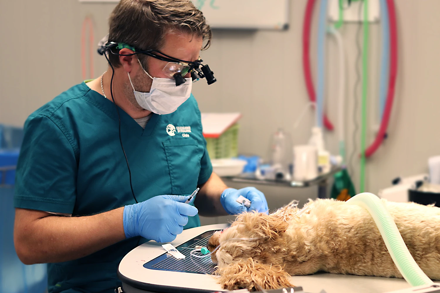 tannrens, hund, dyrlege