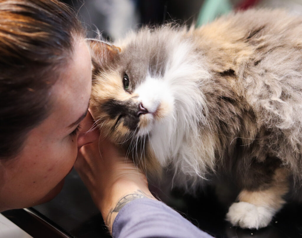 katt, stell, undersøkelse av hår og hud