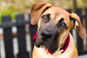 artrose hos hund, leddproblemer