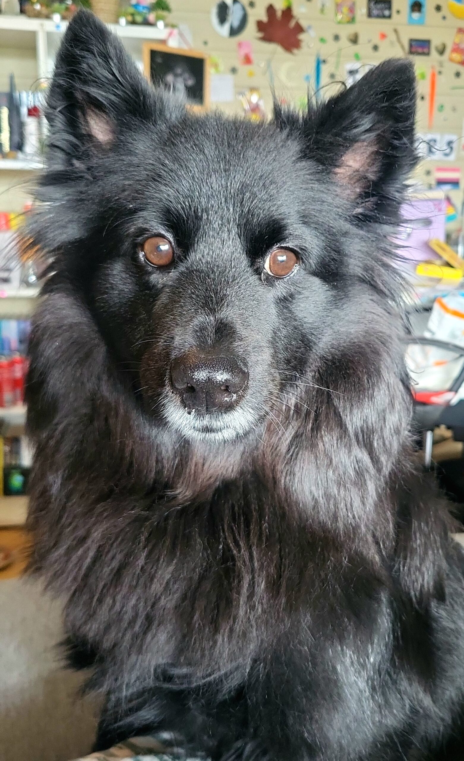 hund, tisser inne, urinveisproblemer