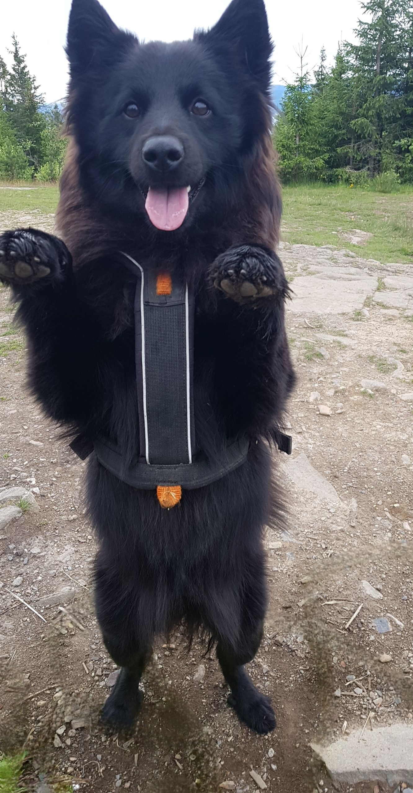 hund som står på to bein