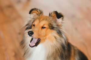 shetland sheepdog