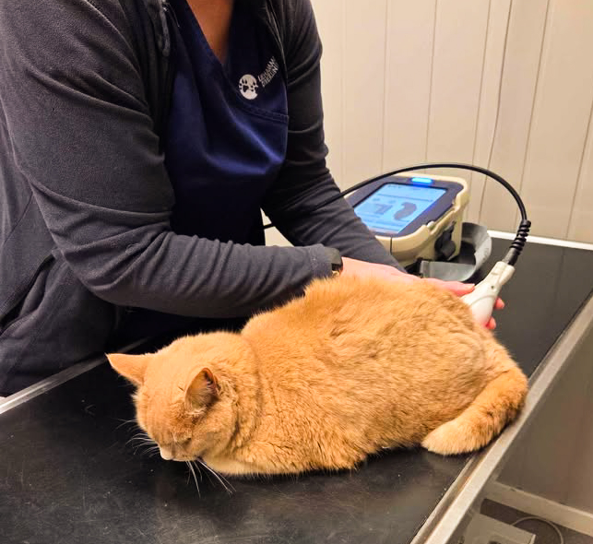 laserbehandling mot artrose, katt