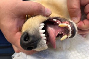 Feilstilte tenner hund