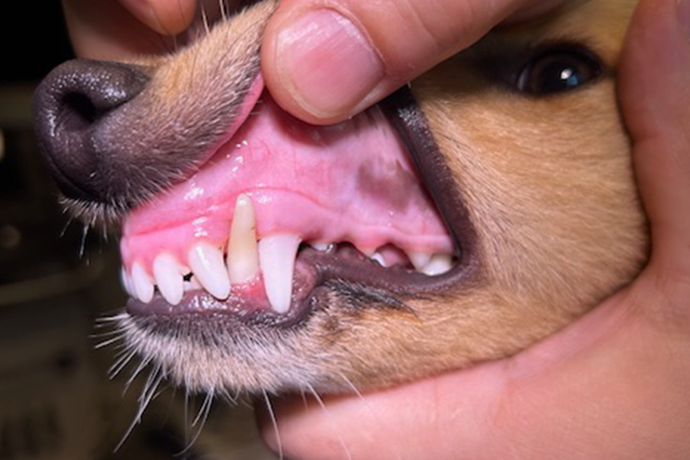 Feilstilte tenner hund