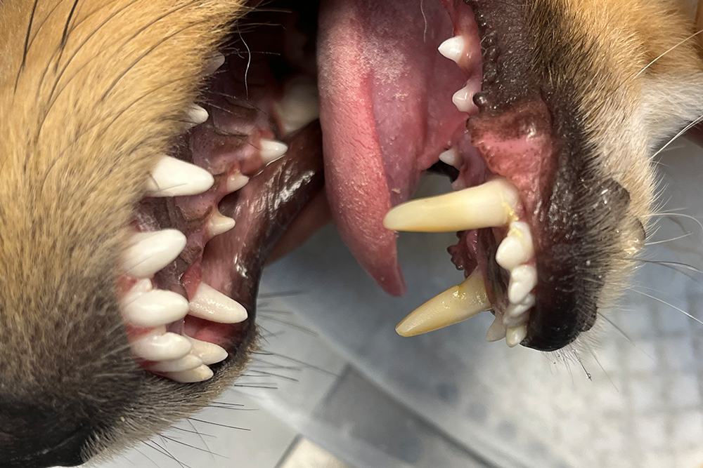 Feilstilte tenner hund