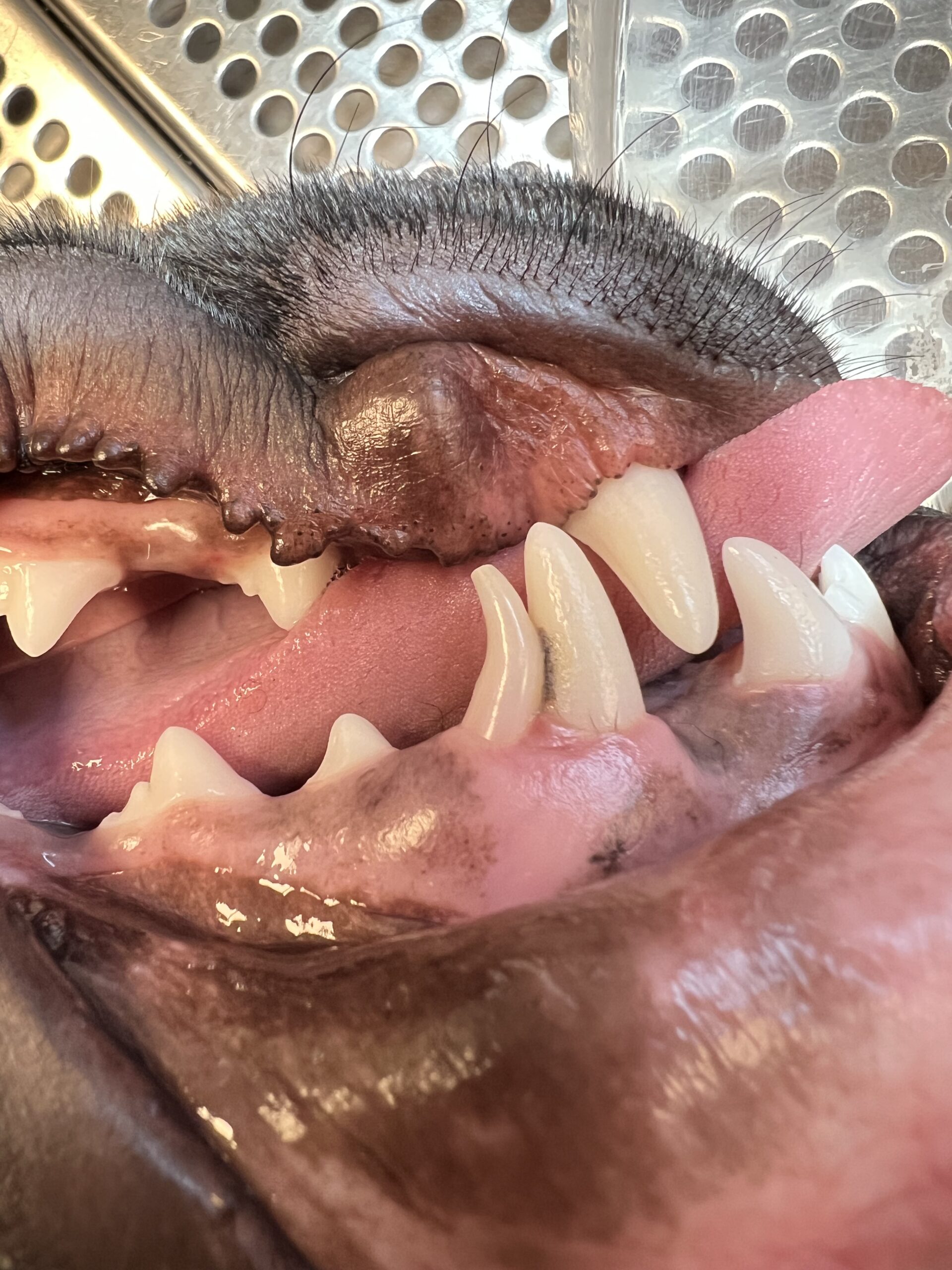 behandling Retente hjørnetenner