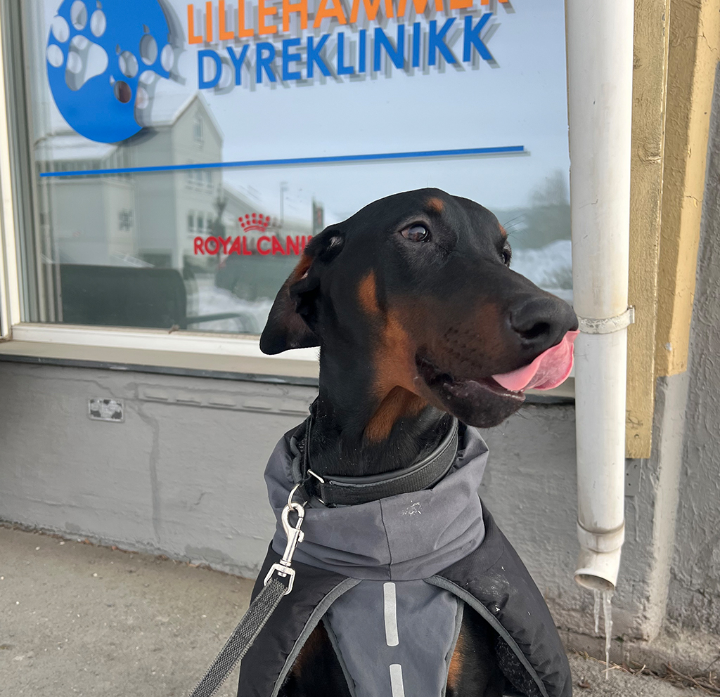 hund, utenfor klinikken