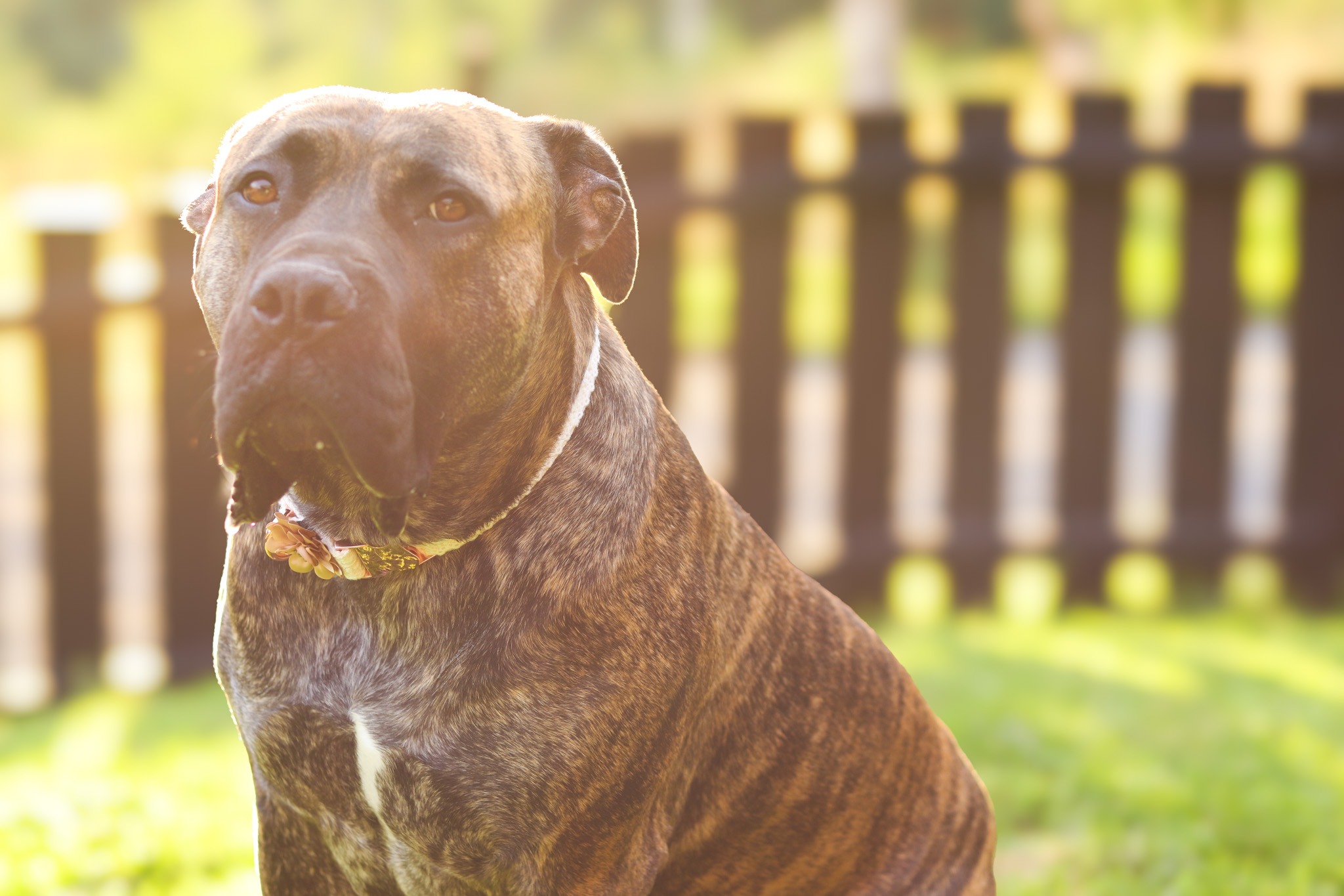 hund, pollenallergi, vår, sol
