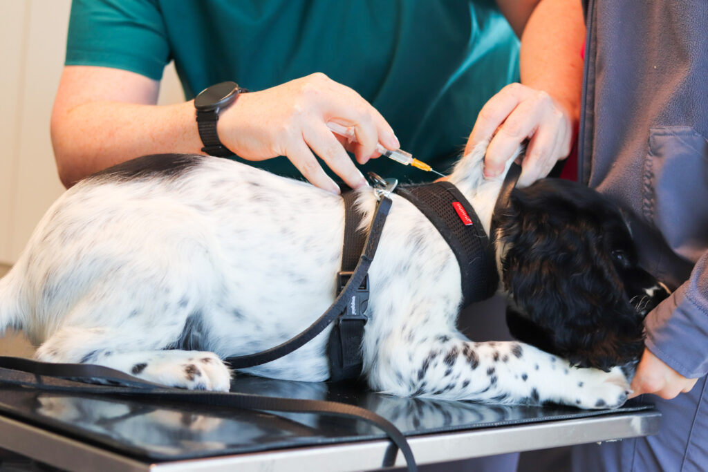 vaksine, vaksinering hund