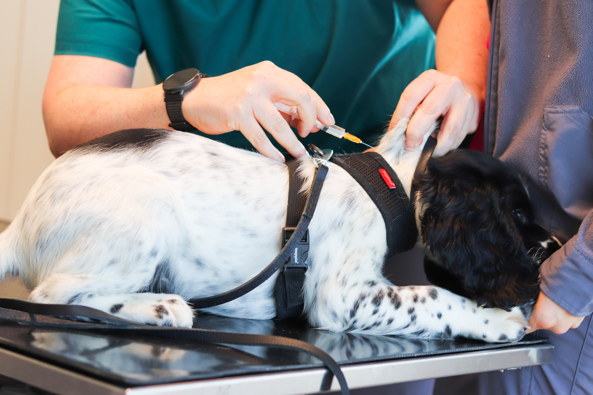 vaksine, vaksinering hund