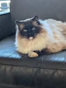 katt, Lurven, katt som har kastet opp, katt med mageproblemer