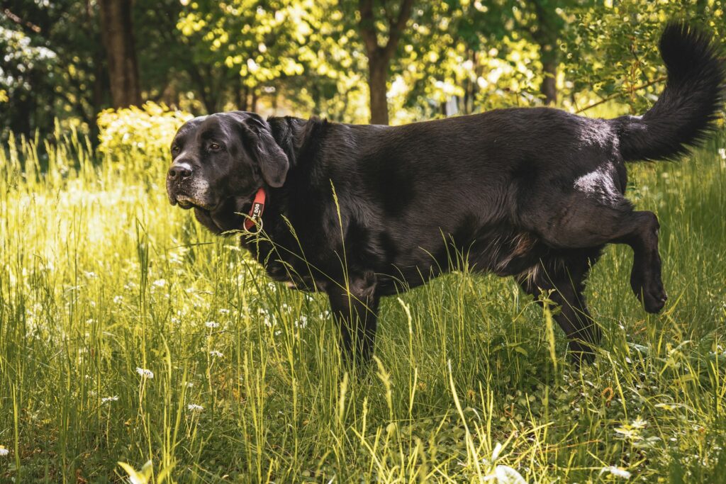 eldre hund, tisser