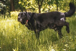 eldre hund, tisser