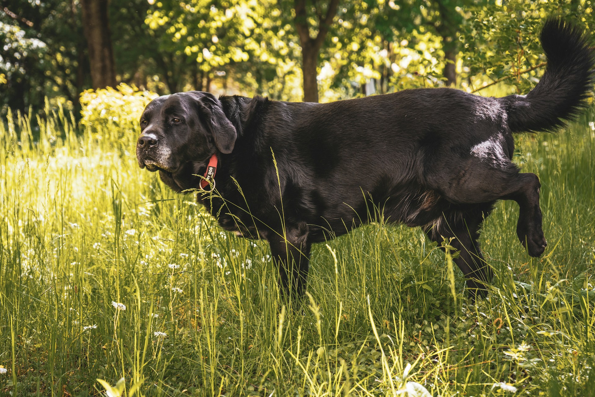 eldre hund, tisser