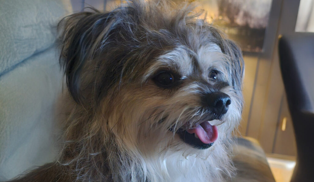 balder, hund