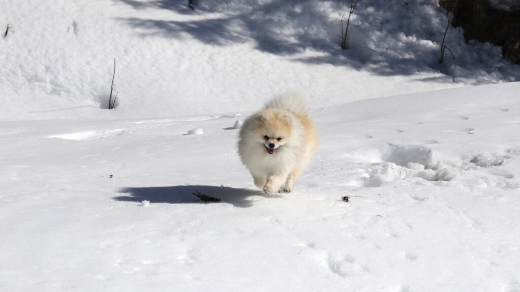 hund med nakkesmerter, koda