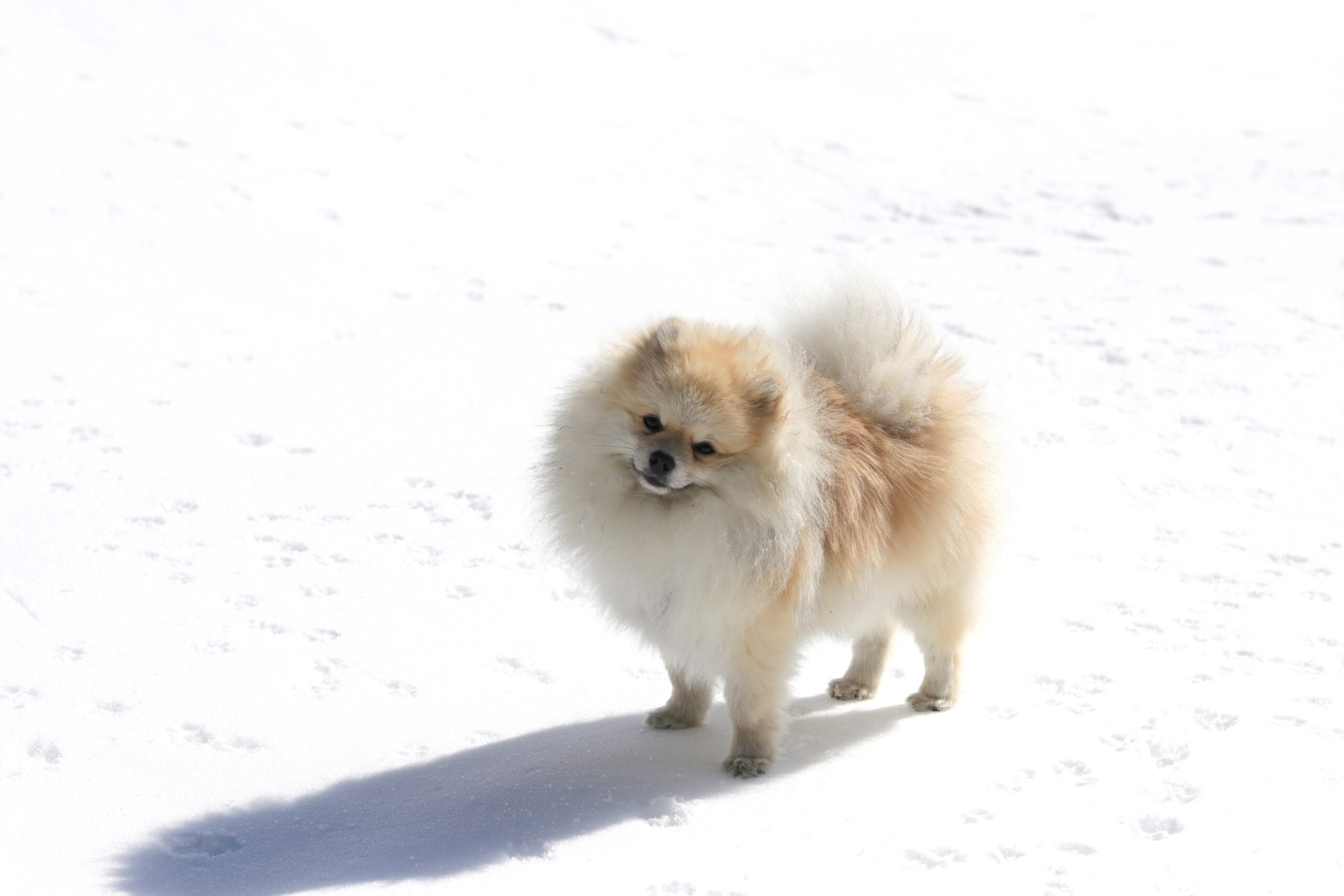 hund med nakkesmerter, koda