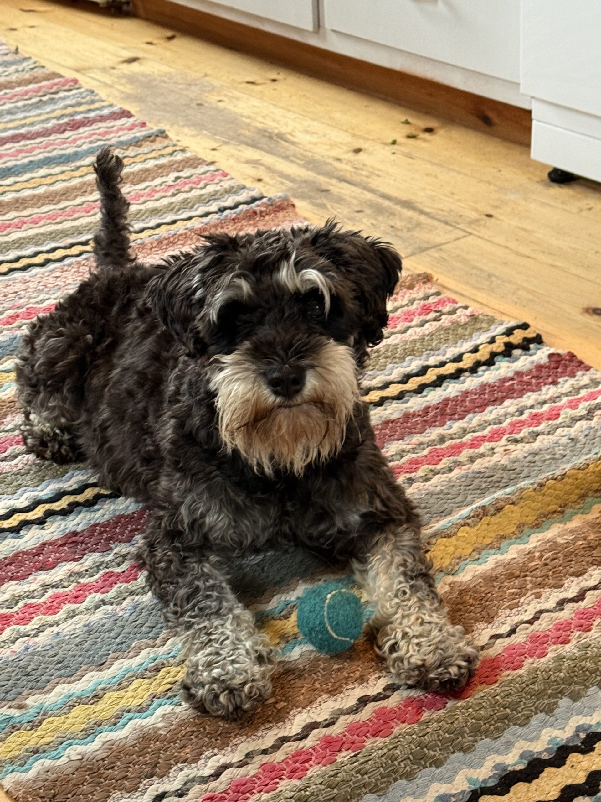 Mickan, hund