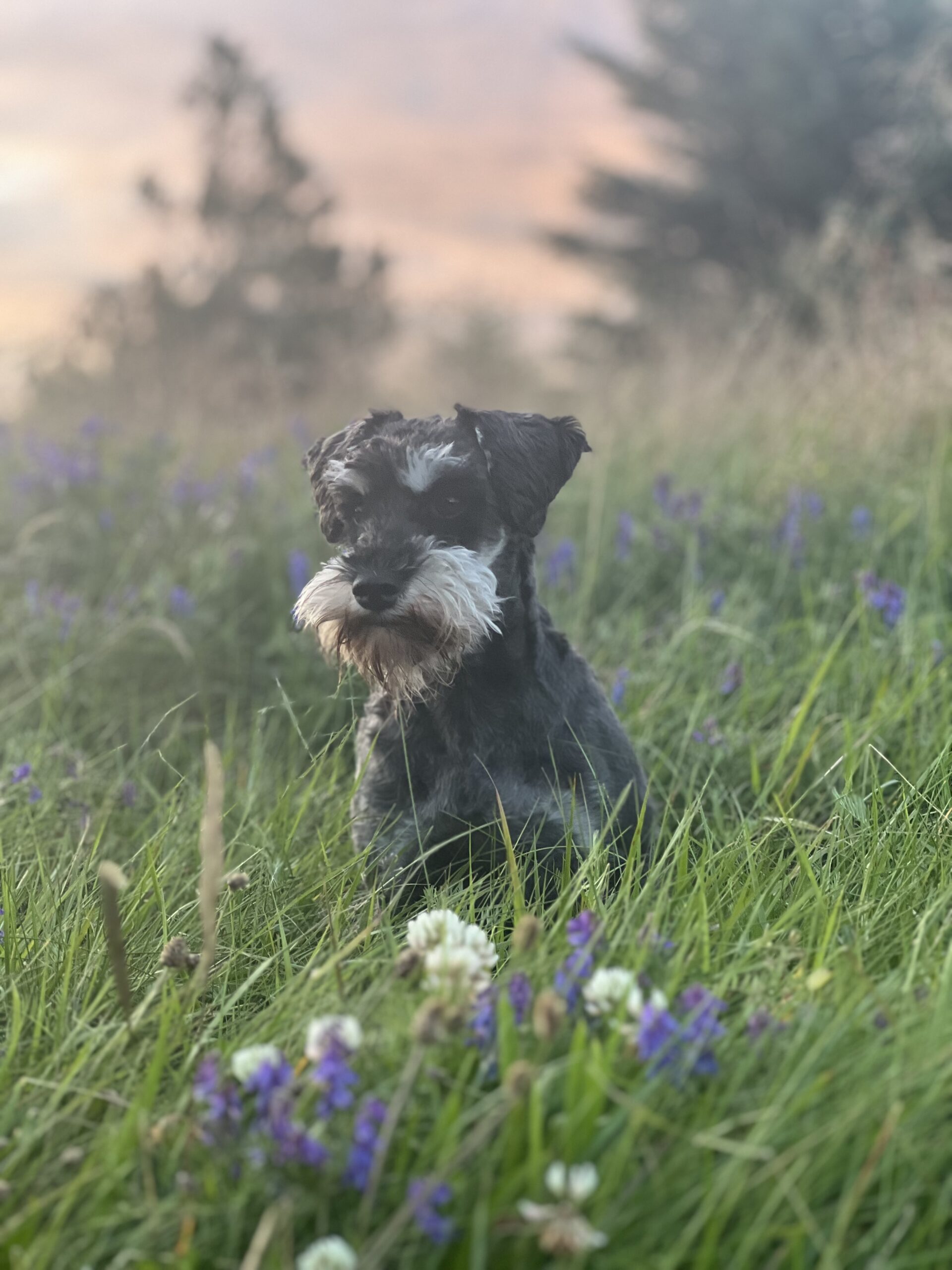 Mickan, hund