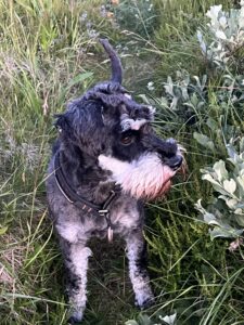 Mickan, hund