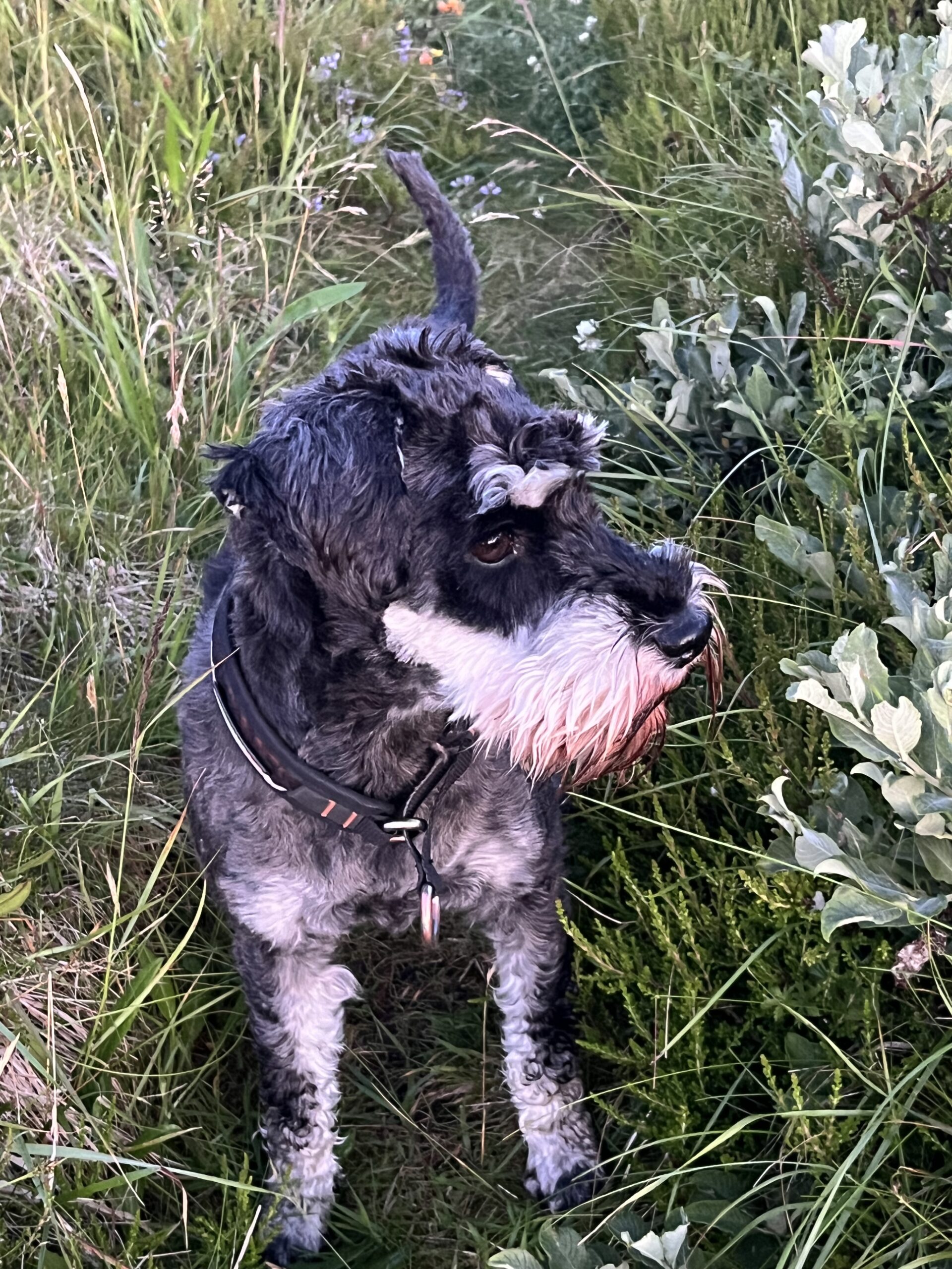 Mickan, hund