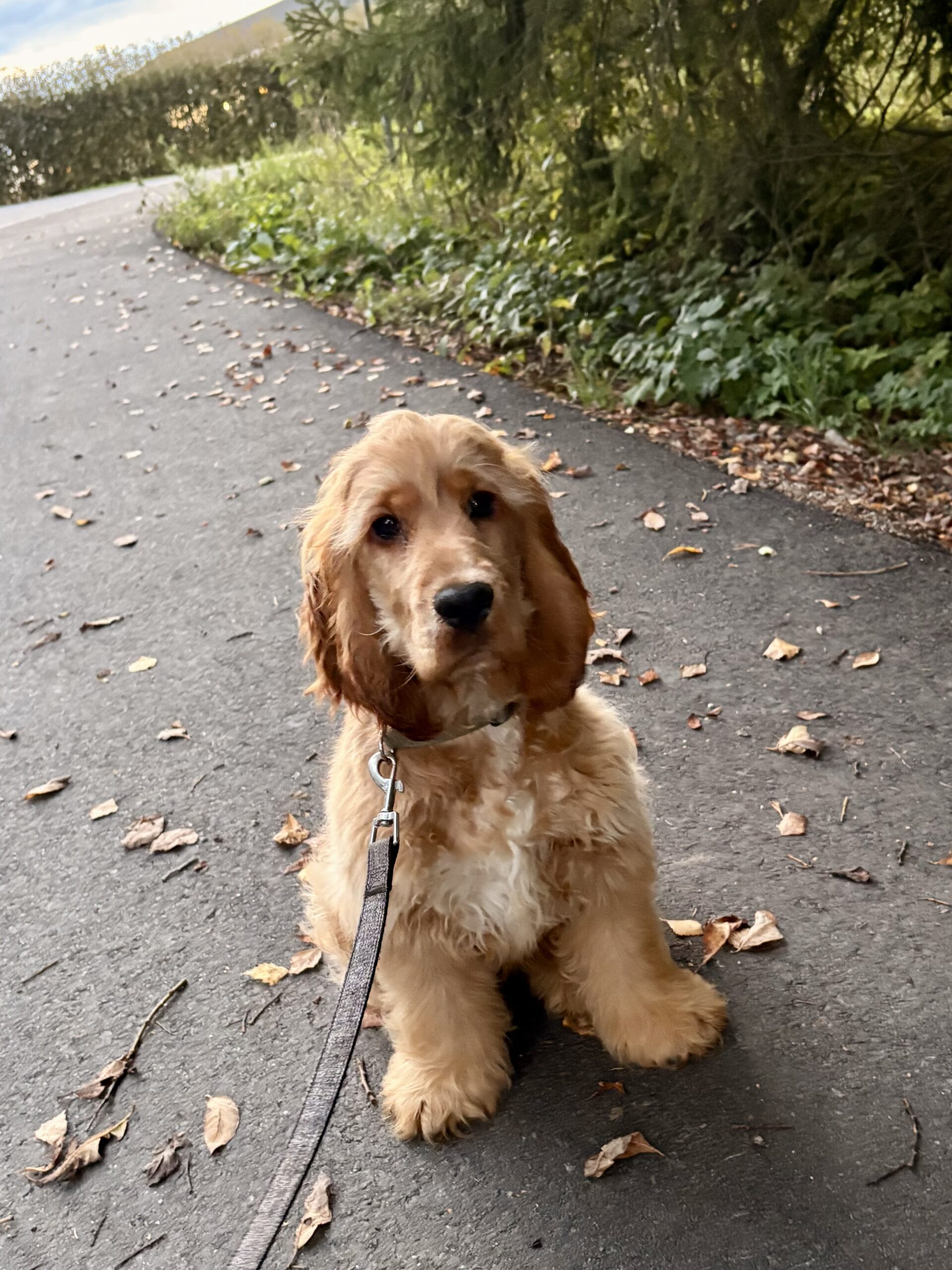 molly, hund som sitter