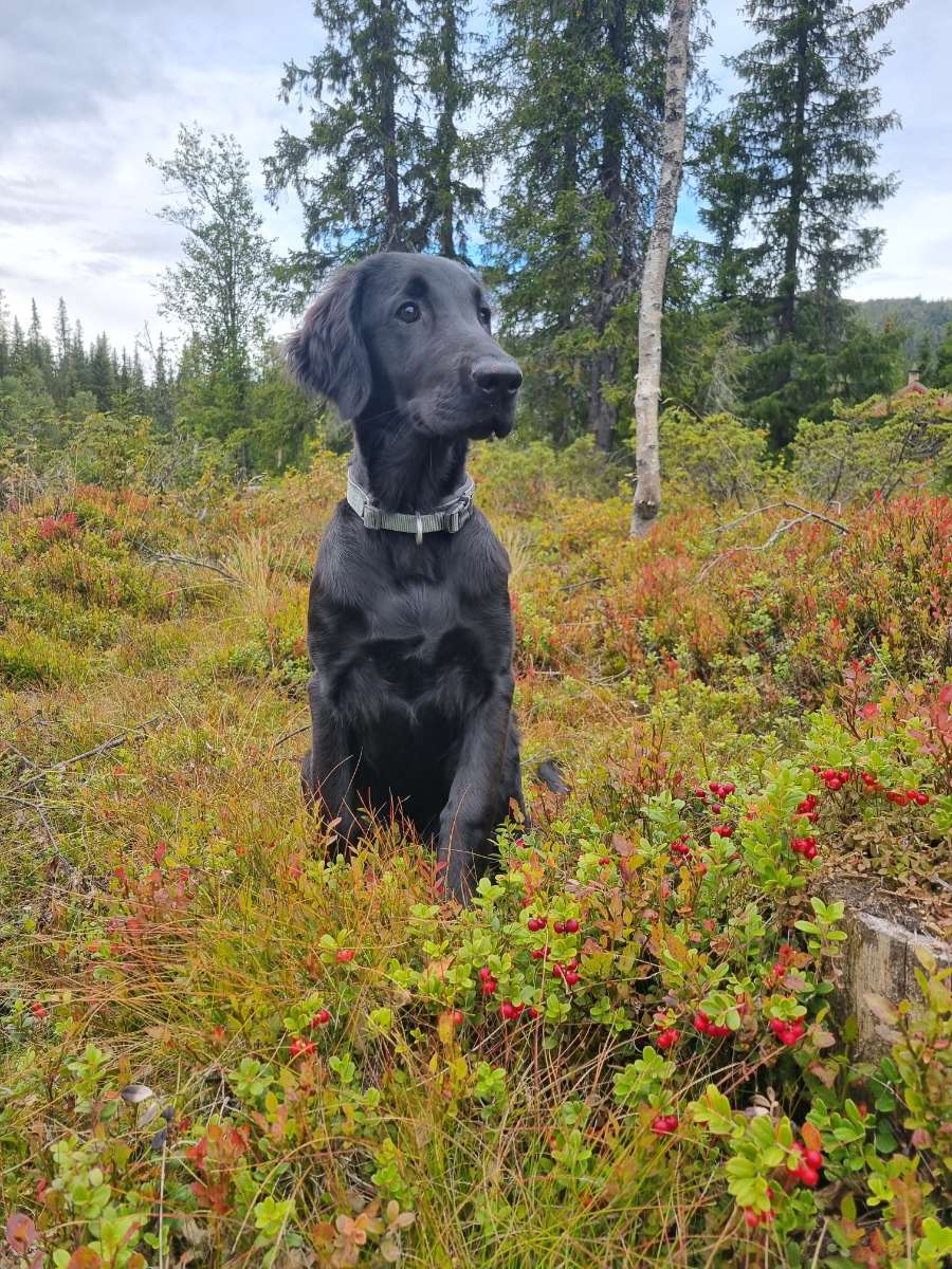Saga, hund som fikk i seg rottegift